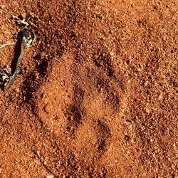 Frische Dingo Spuren