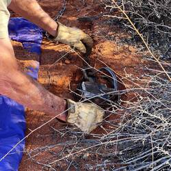 Die Falle wird ein paar Zentimeter in der Erde eingelassen