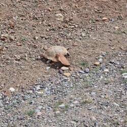 Schildkröten sind gebauso schnell wie ich bergauf.