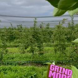 Endspurt im Orchard 🌳