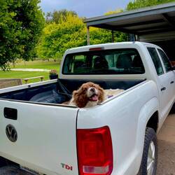 Abschied von Myrtl 🐶