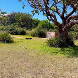 Riesiger Iguana 🦎