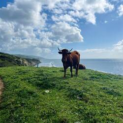 ..Weiden gehen werde - nach zwei Kilometer bekam ich meine Antwort 🐮