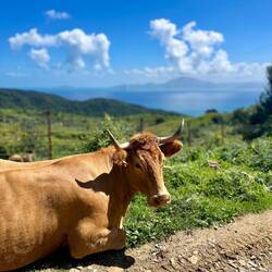 ..Kühe, die wohl das ganze Jahr über..