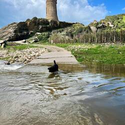 ..mich fortan ein etwas verlorener Hund, der sich mit etwas Anfeuerung durch die "Fluten" traute.