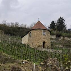 Weinberg in Roßbach