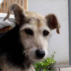 Im Gedenken an Nelli