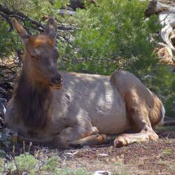 Elk