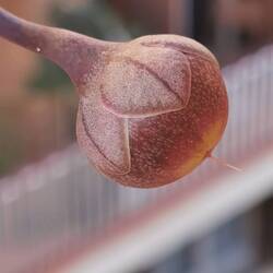 Na, von welcher Blume ist diese aparte Knospe?