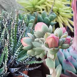 Stilleben auf meinem Balkontisch...