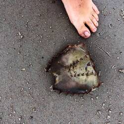 Horseshoe Crab Panzer