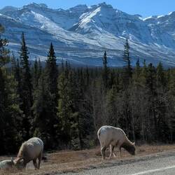 Mountain Goats, Auf dem Weg zum Abraham Lake