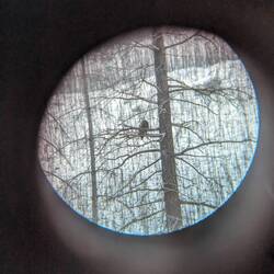 Weißkopfseeadler (Foto durch Fernglas)