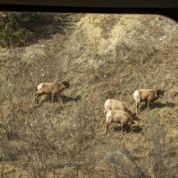 Bighorn sheep