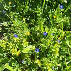 ..finden sich auch Blauer Gauchheil und Zwergschneckenklee.