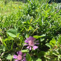 Neben ein paar Flockemblumen..