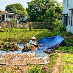 Erdnüsse werden geschlagen