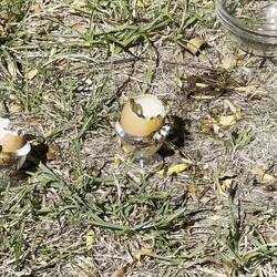 🐝 Wespen zum Frühstück