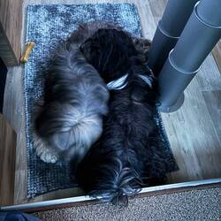 Gute Nacht für heute!😴🐾