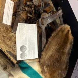 Beaver pelts- the basis of a form of currency & the reason for colonisation