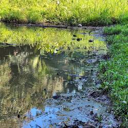 Wer erkennt das Krokodil auf dem Weg zu unserer Unterkunft😉