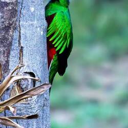 Checking out nest site