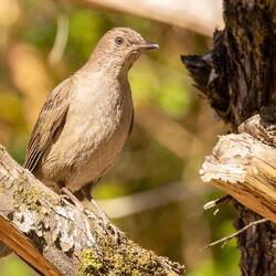 Understated Clay coloured thrush (Costa Rica's national bird)
