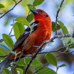 Flame coloured tanager