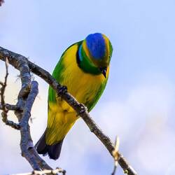 Golden crowned chlorophonia