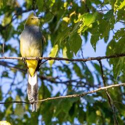 Long tailed silky flycatcher