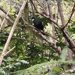 Tui, ציפור עם שתי נוצות לבנות על הצוואר