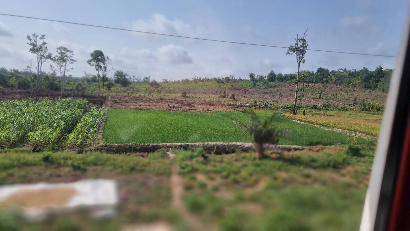 Reisfelder in Liberia