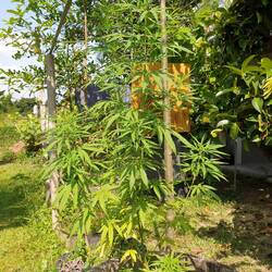 Hier ist das Hanf schon seit 2 Jahren "frei"