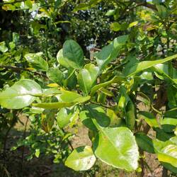 Kaffir Limetten Blätter