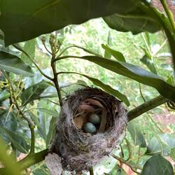 Aus der Kategorie: Was man alles in den Bäumen findet