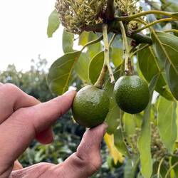 Avocados für die nächste Ernte