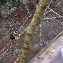 Kookaburra, der auf die aufgescheuchten Echsen warten