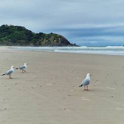 ich die Möwen und...