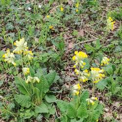 Himmelschlüsselchen