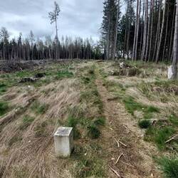 Rechts vom Pfad in Tschechien stehen noch alle Bäume!