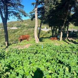 Auch das ist Andalusien, immer mal wieder Kühe und viel grün drum herum