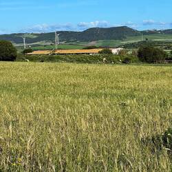 Wie grün hier auch hier in Conil