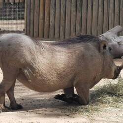 Das Heu scheint zum niederknien gut zu sein 😂
