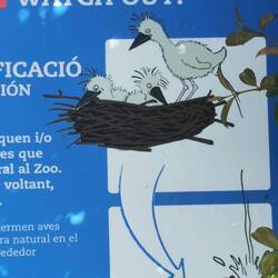 Fischreiher und Ibisse haben die Bäume an mehreren Stellen mit unzähligen Nestern bestückt!