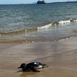 Not sure where the rest of the penguin flock was