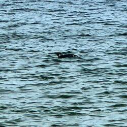 Lonesome penguin floating passed us in the sea