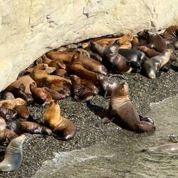 Basking sea lions