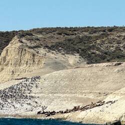 Cormorants and sea lions