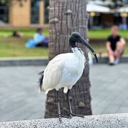 Der hat so die witzigen Bart- bzw. Halsfedern
