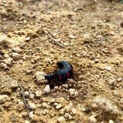 Ölkäfer (Berberomeloe majalis) beim Versuch sich eine Höhle zu graben.